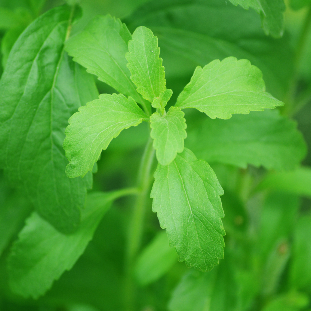 Stevia: De natuurlijke zoetstof achter DROPPLE